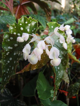 B. ‘Amelia’